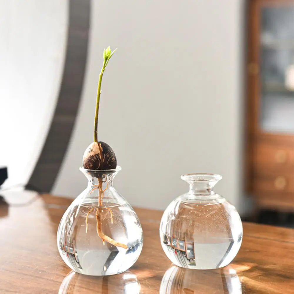 Avocado Seed Starter Vase – Transparent Glass Vase for Indoor Gardening and Décor