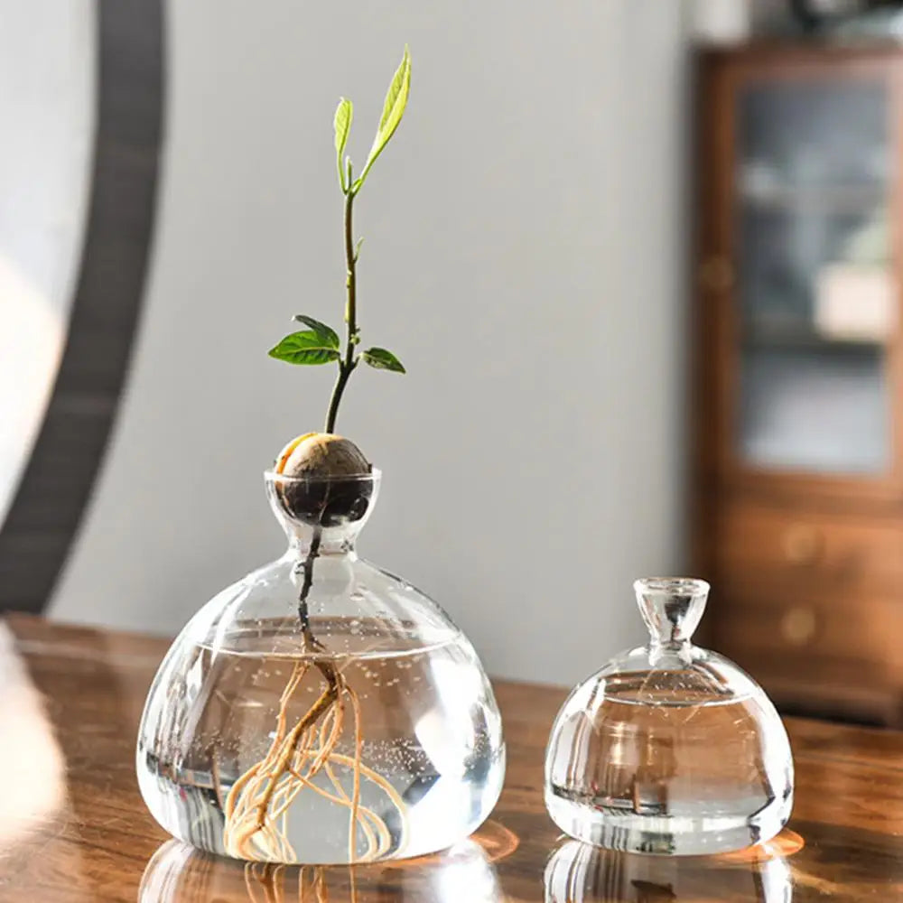 Avocado Seed Starter Vase – Transparent Glass Vase for Indoor Gardening and Décor