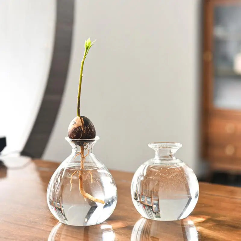 Avocado Seed Starter Vase – Glass Avocado Growing Kit for Gardening Lovers